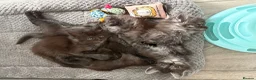 Maine Coon cats for sale: GCCF MAINE COON KITTENS - Advert 16