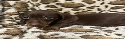 Dachshund dogs for sale: 🩷Amazing dachshund puppies🩷 - Advert 4