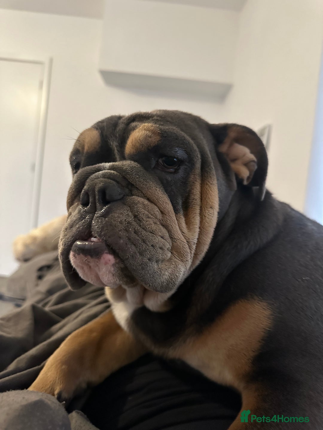 English Bulldog dogs for sale: Stunning KC Registered English Bulldog Puppies - Image 26
