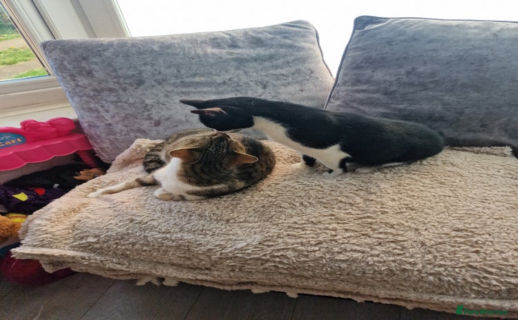 Mixed Breed cats - Advert 1