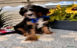Bernedoodle dogs for sale: Curtabemdoodles Bernedoodles  - Image 15