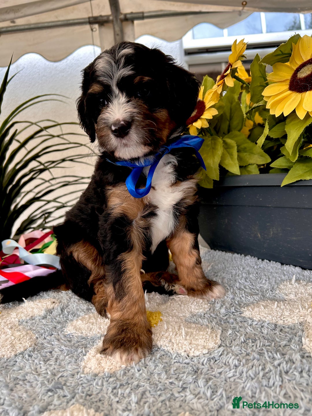 Bernedoodle dogs for sale: Curtabemdoodles Bernedoodles  - Image 15