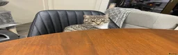 Mixed Breed cats for sale: Laila in Liverpool - Advert 7