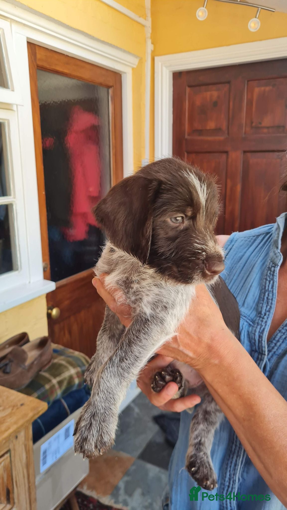 German Wirehaired Pointer dogs German Wire Haired Pointers - Advert 2