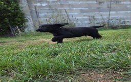 Cocker Spaniel dogs for sale: Working cocker spaniel pups - Image 12
