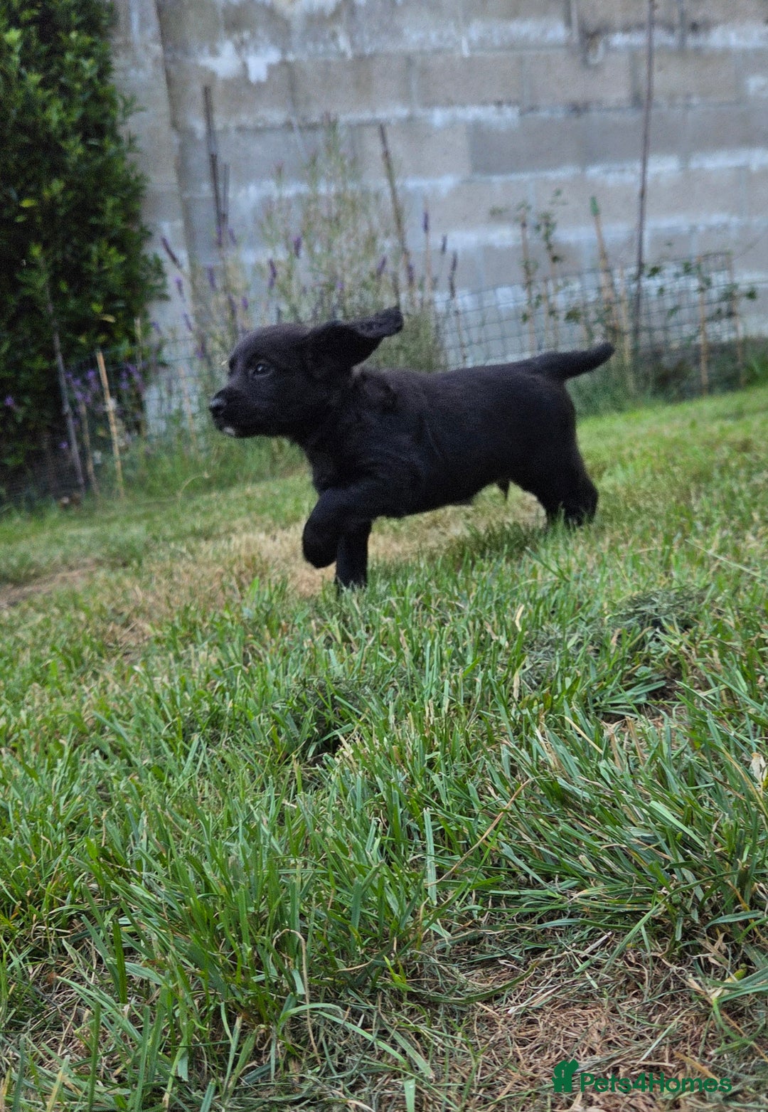 Cocker Spaniel dogs for sale: Working cocker spaniel pups - Image 12