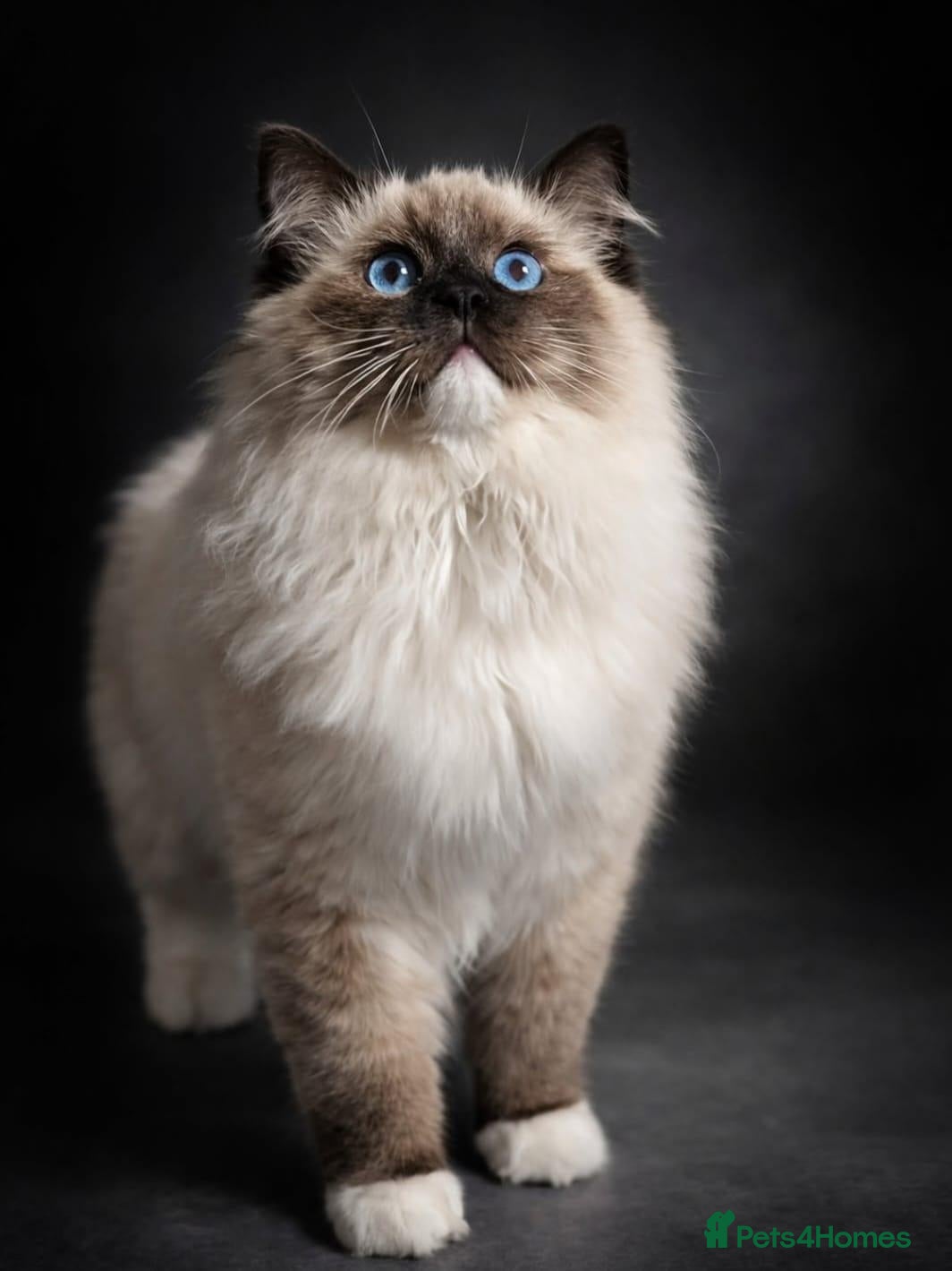 Ragdoll cats Tica registered ragdoll stud for sale - Advert 1