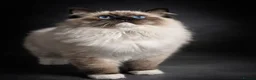 Ragdoll cats for sale: Tica registered ragdoll stud for sale - Advert 1