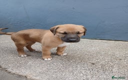Mixed Breed dogs for sale: Lurcher pups  - Image 5