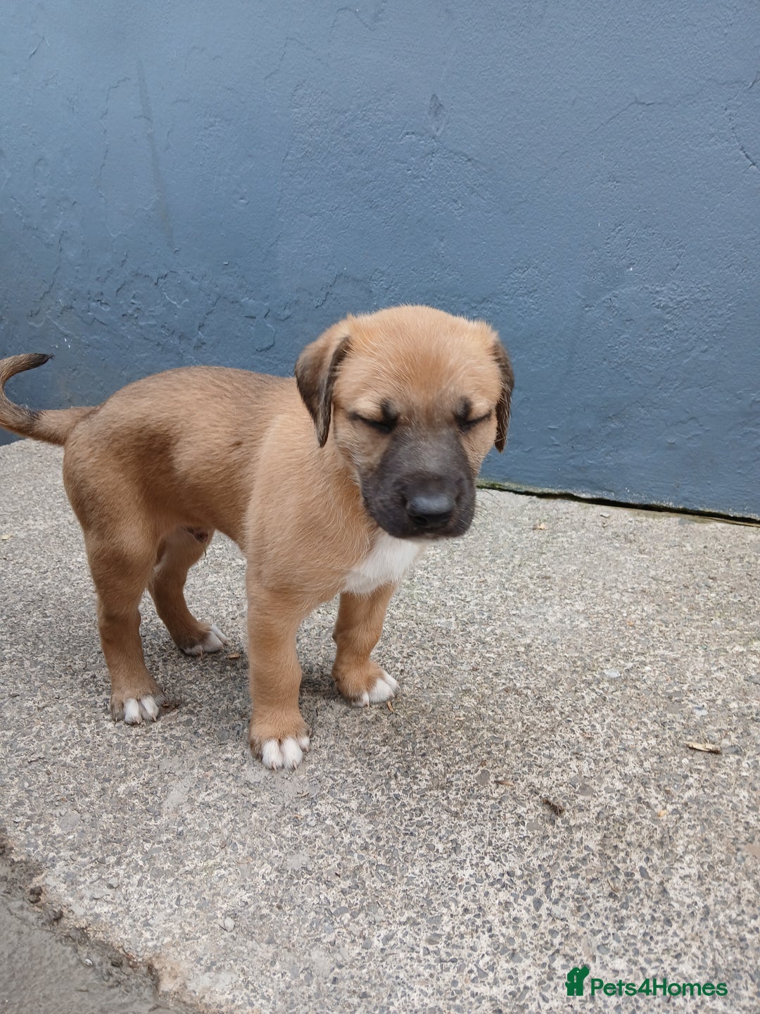 Mixed Breed dogs for sale: Lurcher pups  - Image 5
