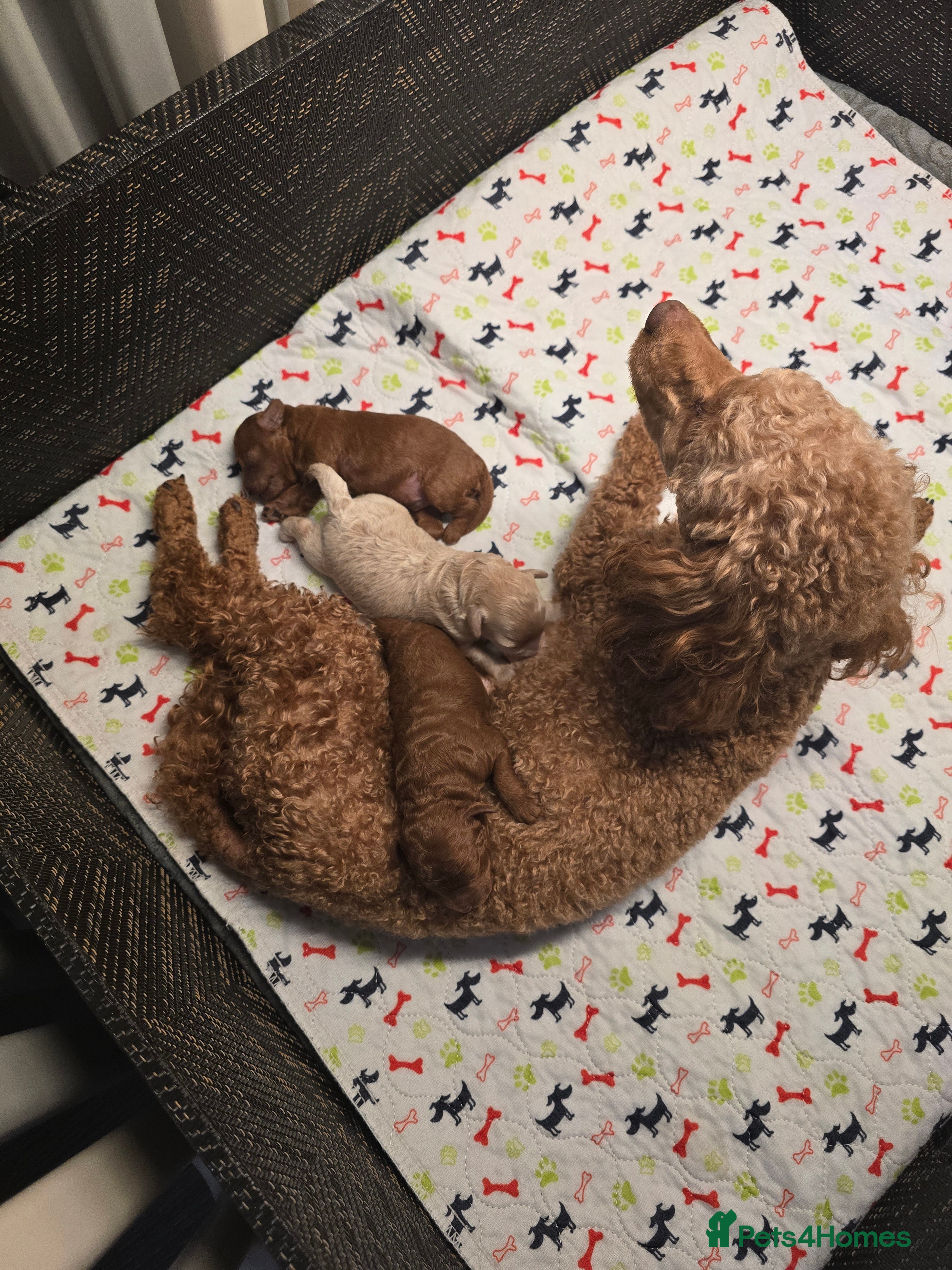 Maltipoo dogs Maltipoo  - Advert 1