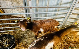 Goats livestock for sale: 2 Beautiful Pygmy’s - 1 Nannie & 1 Wether - Image 6