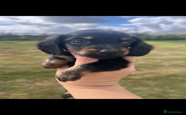Dachshund dogs - Advert 15