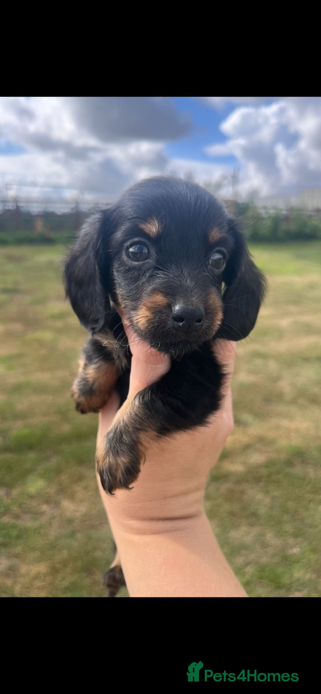 Dachshund dogs for sale: Dachshund - Image 5