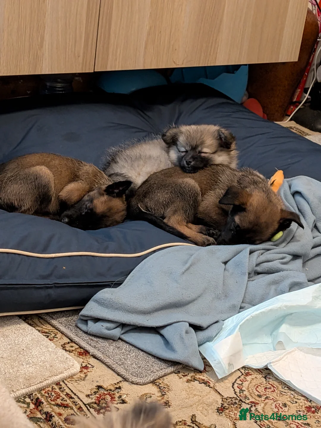 Mixed Breed dogs for sale: Beautiful Pomeranian cross  - Advert 5