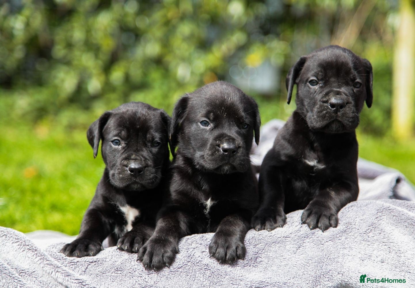 Boerboel dogs Topguard Kennels 2026 waitlist now open! - Advert 2