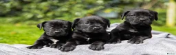 Boerboel dogs for sale: Topguard Kennels 2026 waitlist now open! - Advert 3