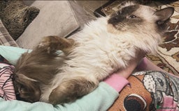 Ragdoll cats for sale: Champion Ragdoll GCCF kittens 🐱  - Image 8