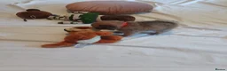 Mixed Breed dogs for sale: Chugs  in Tipton - Advert 13