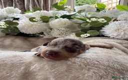 Miniature Dachshund dogs for sale: ⭐️Beautiful litter Of Rainbow Dachshund Puppies⭐️ - Image 15
