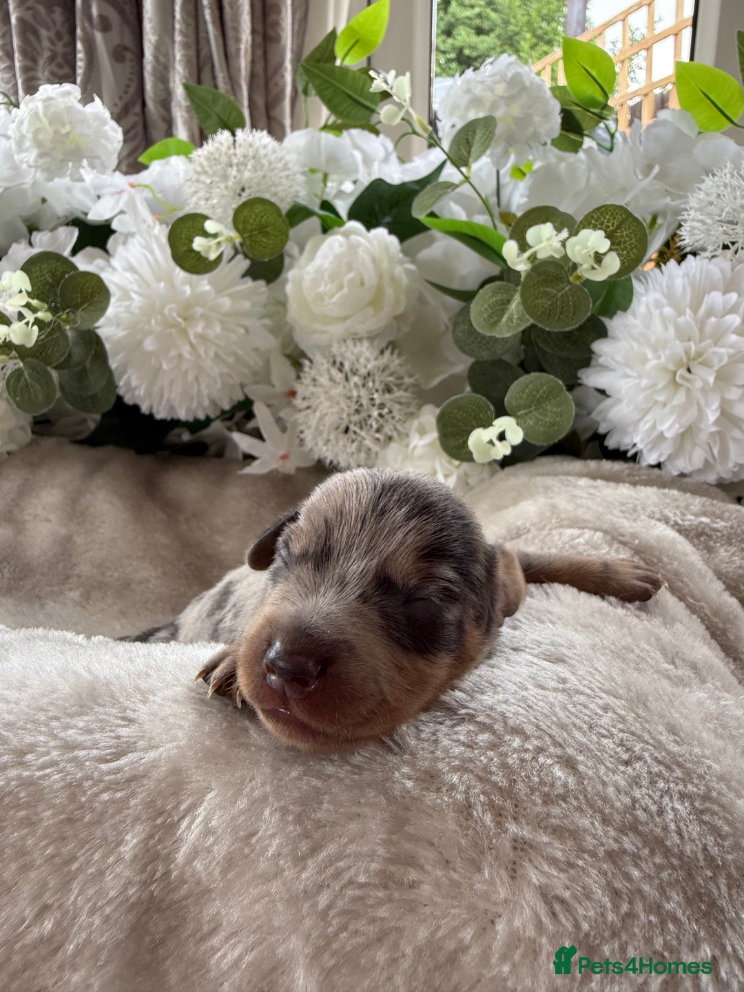 Miniature Dachshund dogs for sale: ⭐️Beautiful litter Of Rainbow Dachshund Puppies⭐️ - Image 15