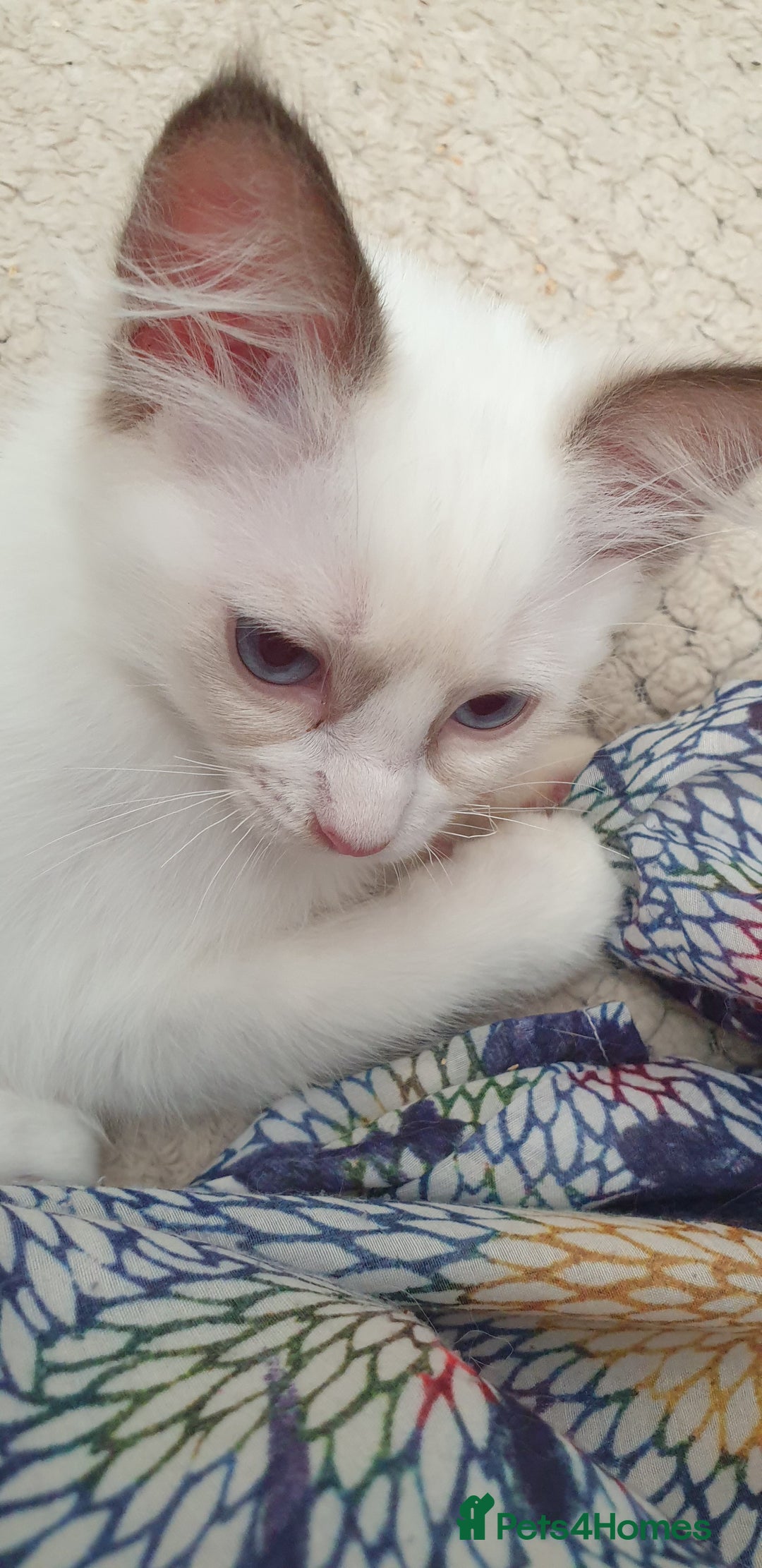 Ragdoll cats for sale:  GCCF KITTENS CHOC & LILAC MITTED AND BI-COLOUR in Darwen - Image 28