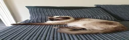 Ragdoll cats for sale: Ragdoll - Advert 1