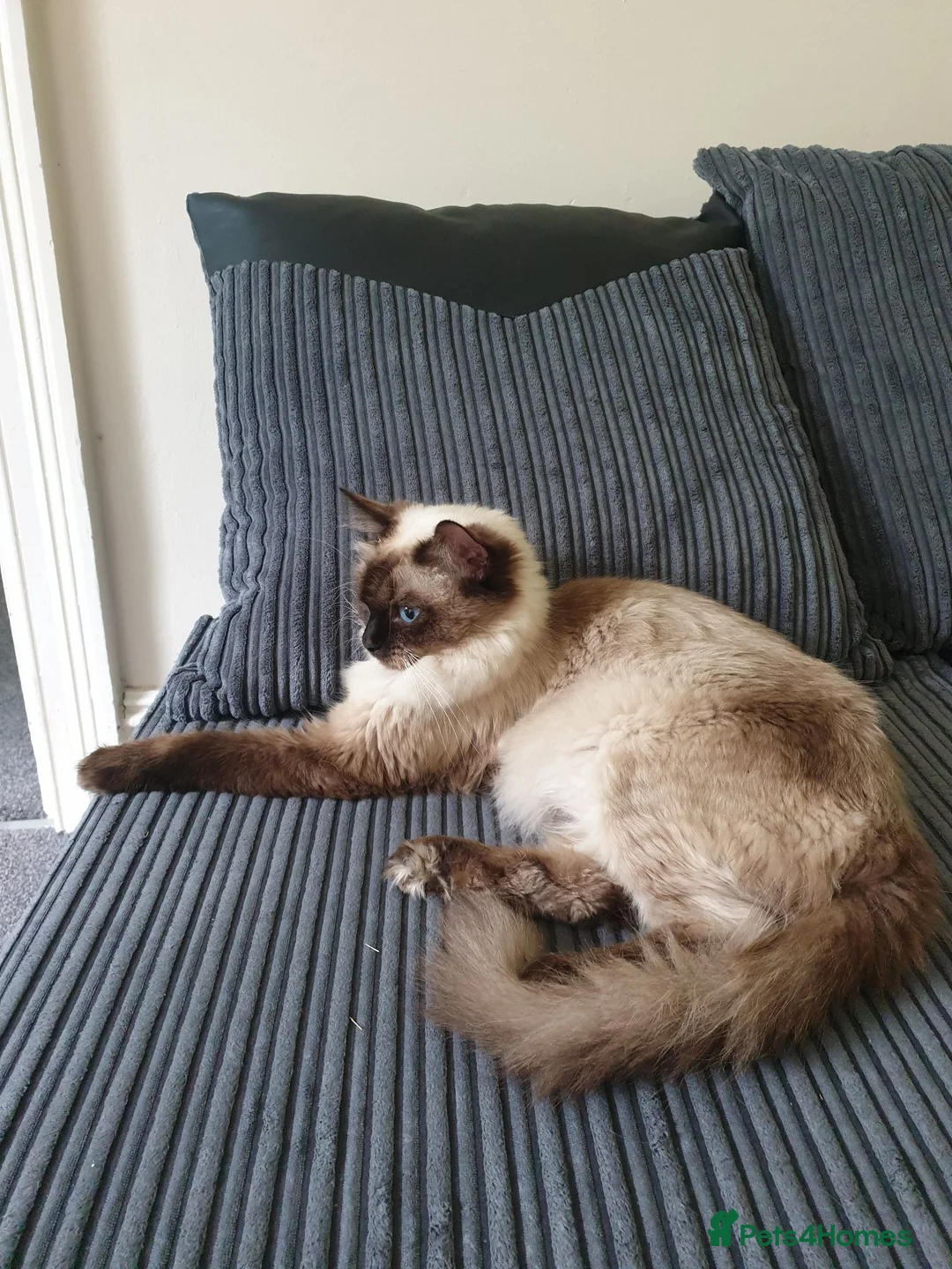 Ragdoll cats for sale: Ragdoll - Advert 1