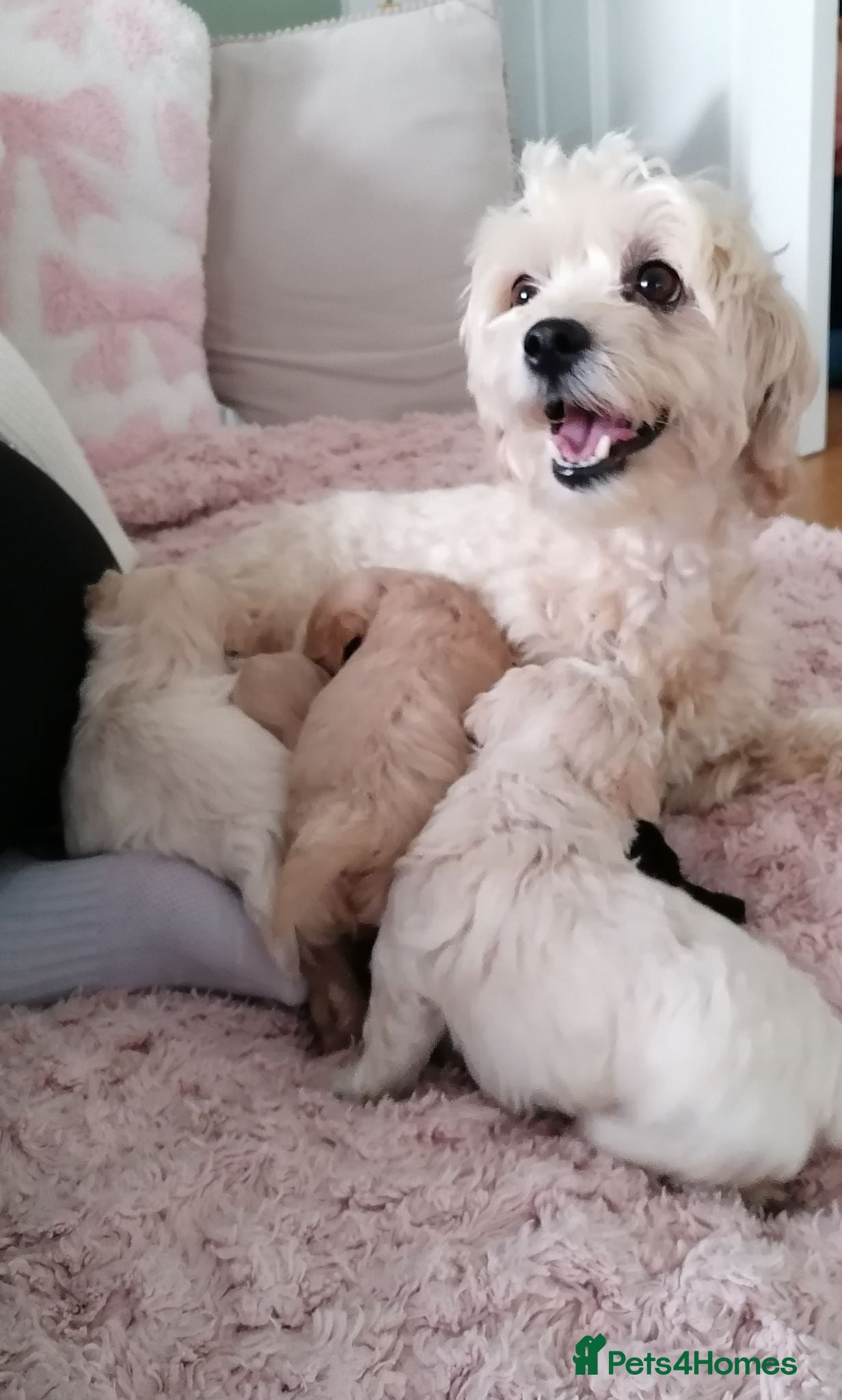 Toy Poodle dogs Adorable 3/4 Toy Poodle 1/4 Maltipoo Puppies - Advert 2