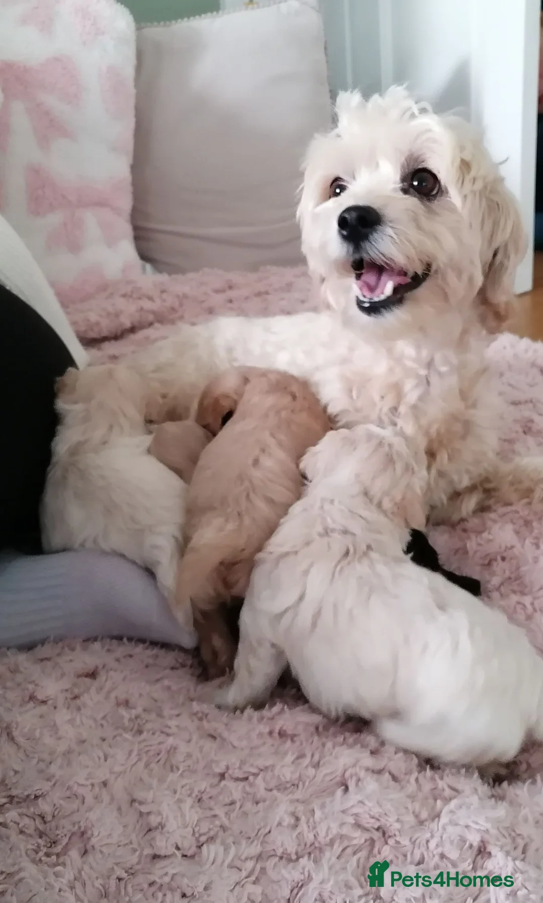 Toy Poodle dogs for sale: Adorable 3/4 Toy Poodle 1/4 Maltipoo Puppies - Advert 1