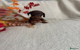 Miniature Dachshund dogs for sale: Beautiful chocolate and tan miniature dachshund  - Image 7