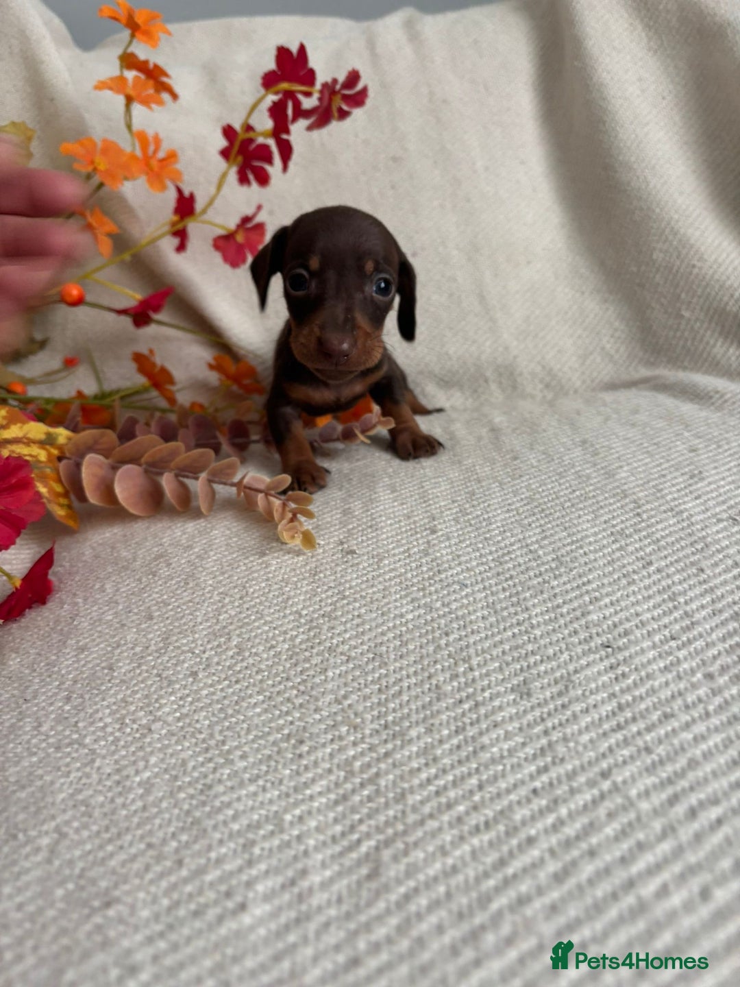 Miniature Dachshund dogs for sale: Beautiful chocolate and tan miniature dachshund  - Image 7
