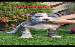 American Bully dogs for sale: pocket bully pups, ABKC registered, 14wks old. - Image 2