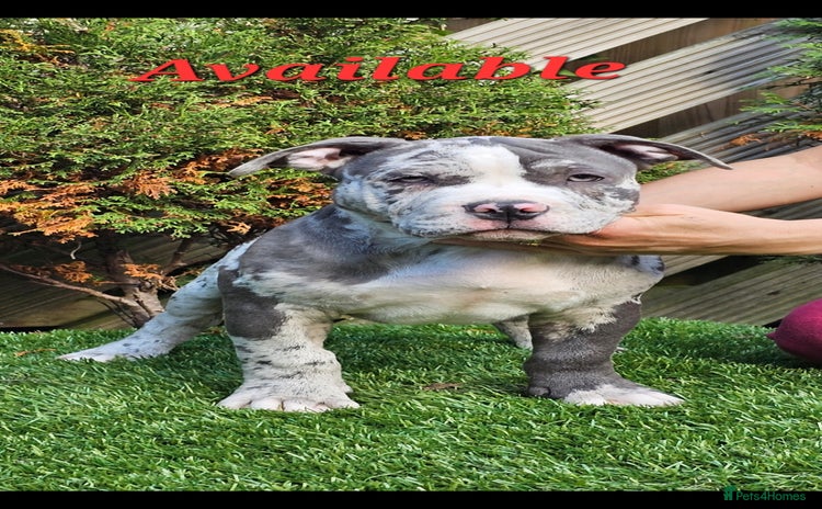 American Bully dogs - Advert 12