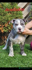 American Bully Puppy 4