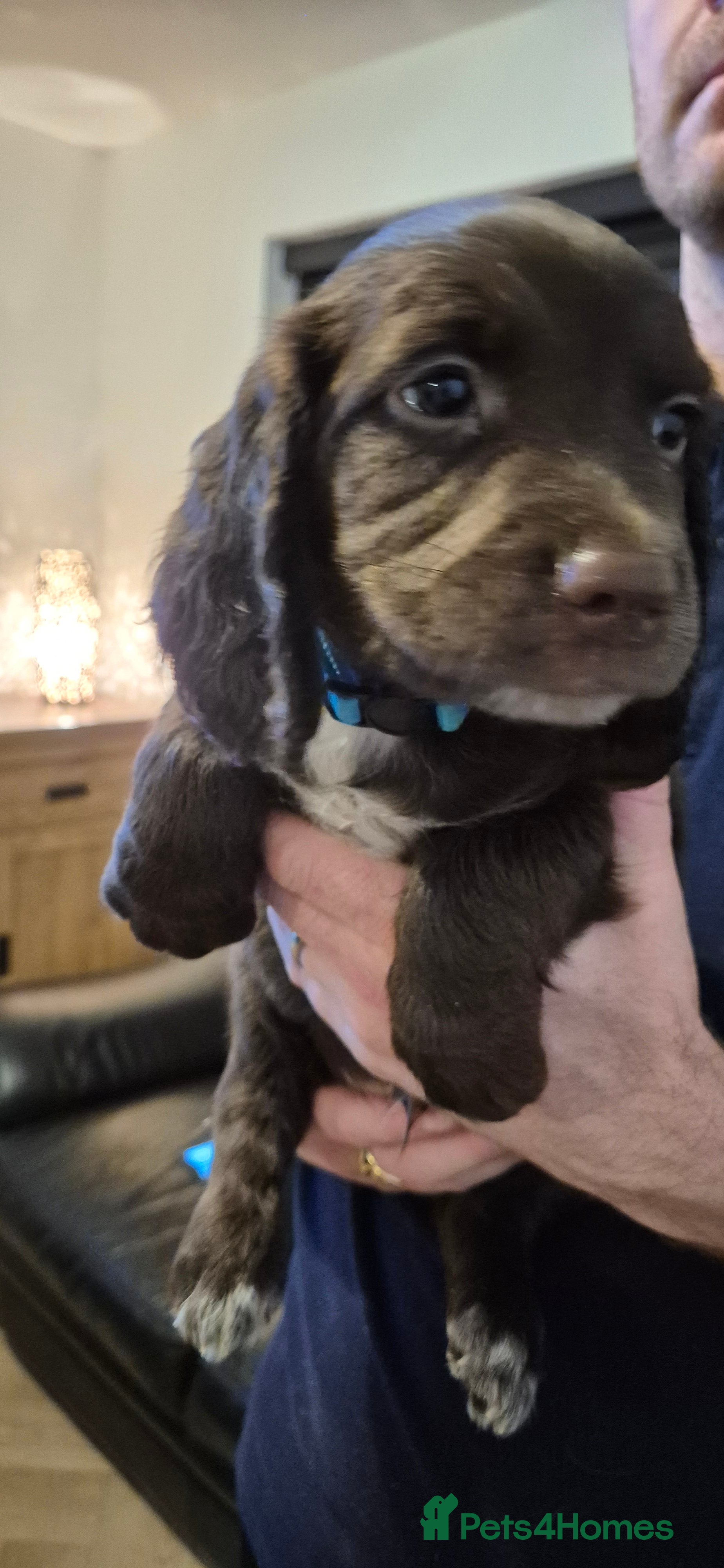 Sprocker dogs Sprocker Puppies F1 - Advert 1