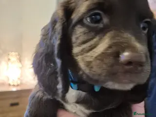 Sprocker dogs Sprocker Puppies F1 - Advert 1