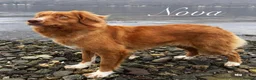 Nova Scotia Duck Tolling Retriever dogs for sale: OUTSTANDING LITTER OF NSDTR PUPS. - Advert 4