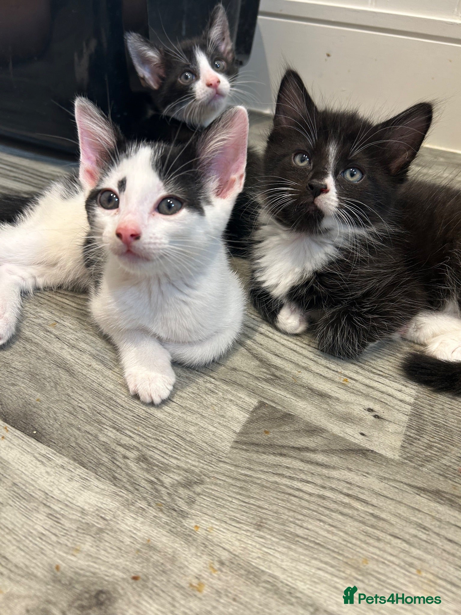 Mixed Breed cats Beautiful Tuxedo Male kittens - Advert 1