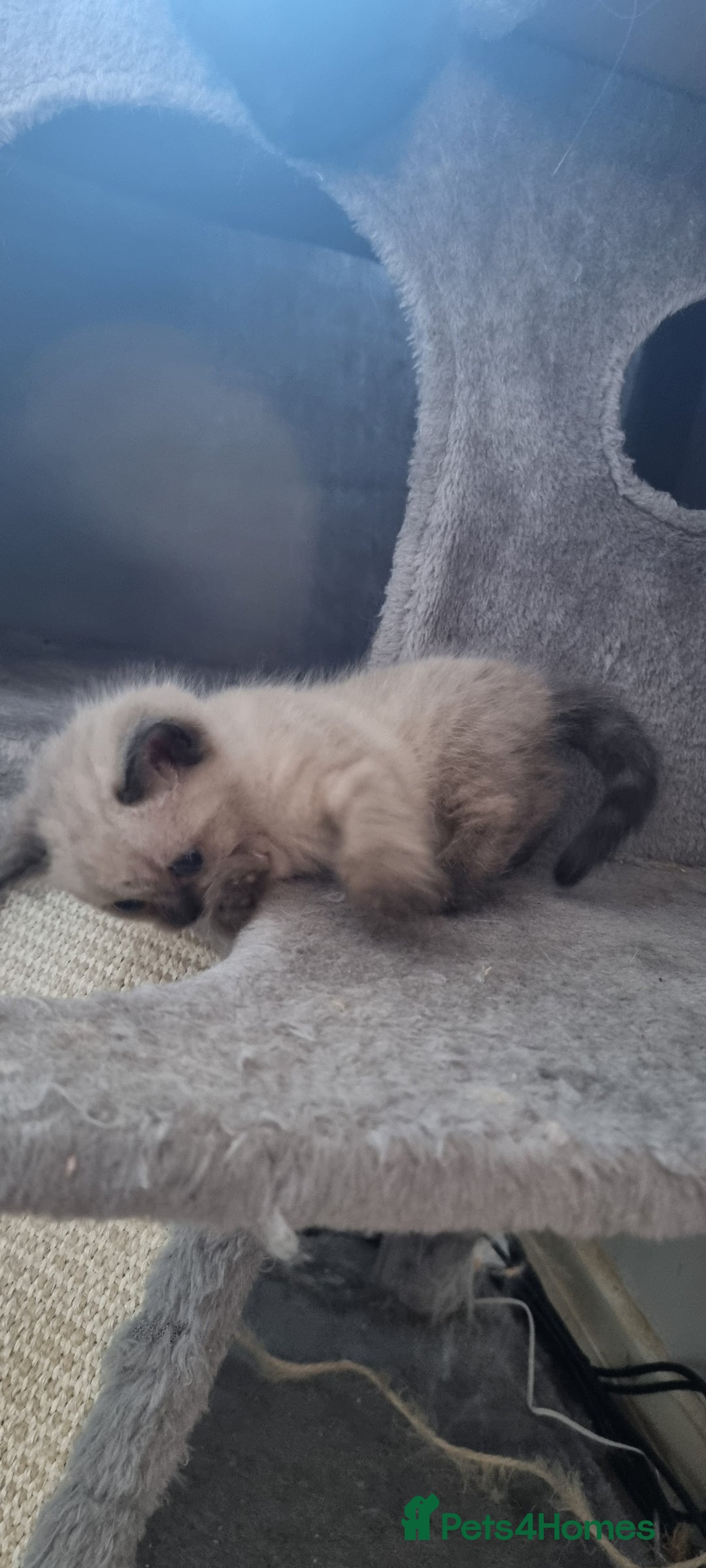 Persian cats for sale: Five loveable Persian kittens  - Image 15