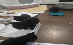 British Shorthair cats for sale: Gabriel Vasile  - Image 15