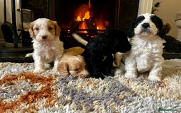 Cockapoo dogs for sale: Cockapoo Puppies Looking For 5* Homes  - Image 6