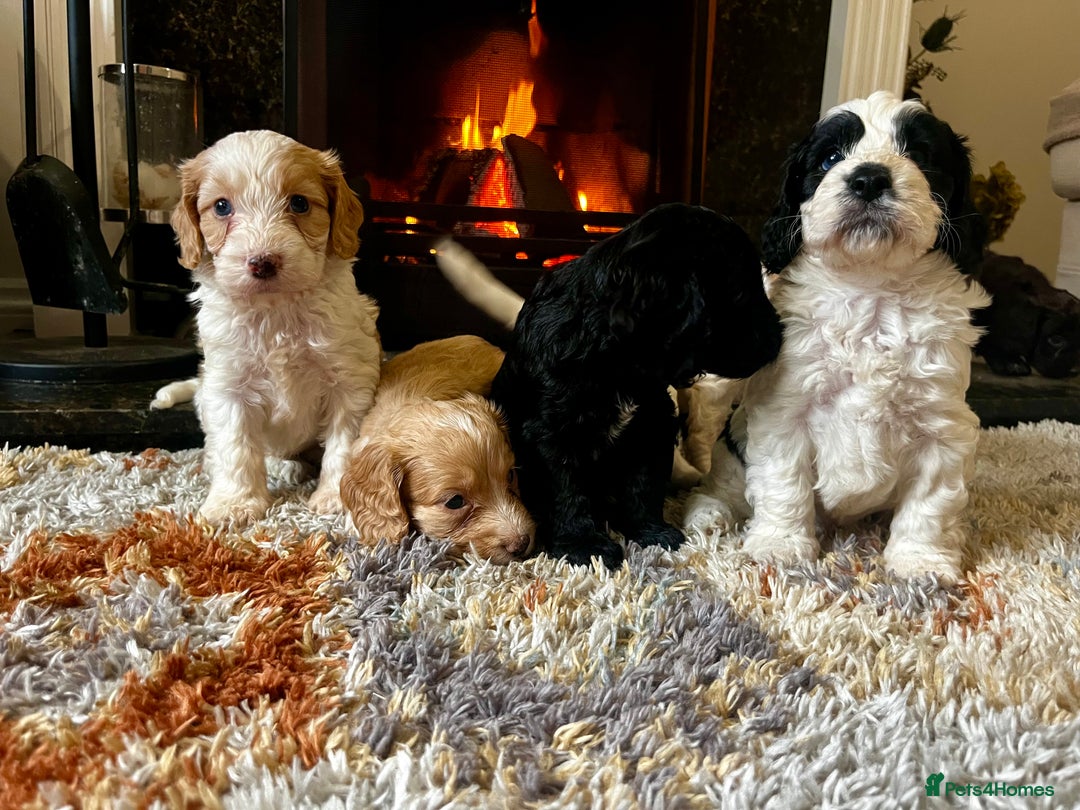 Cockapoo dogs for sale: Cockapoo Puppies Looking For 5* Homes  - Image 6