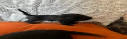 Doxiepoo dogs for sale: Ready to leave Doxiepoos, Jet Black girl and boy  - Advert 6