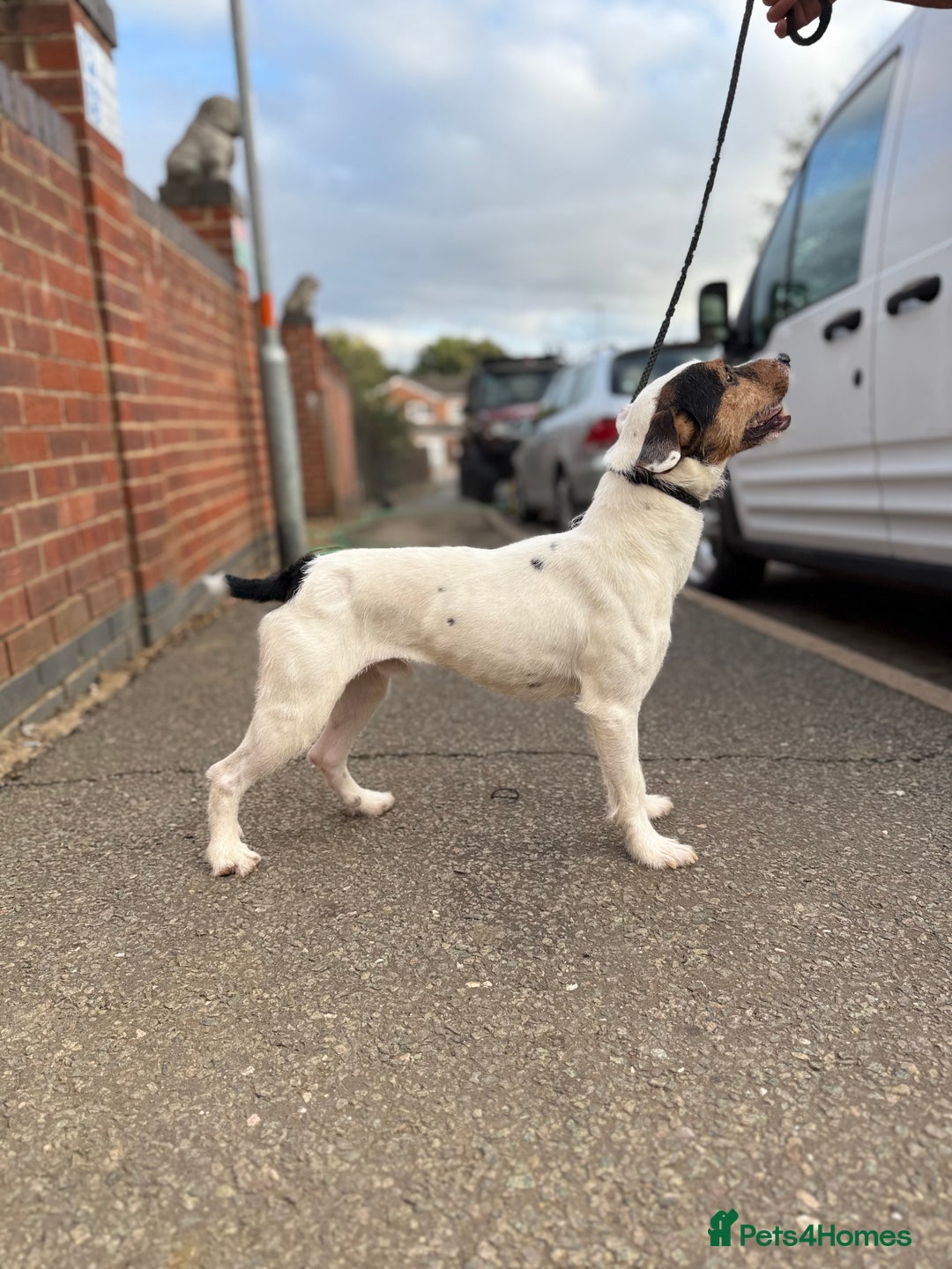 Jack Russell dogs for sale: Jack Russell male  - Advert 1