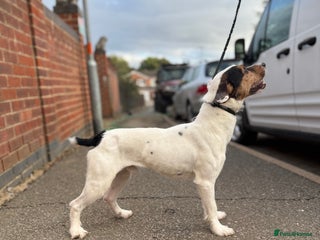 Jack Russell dogs Jack Russell male - Advert 1