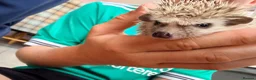 Pygmy Hedgehog rodents for sale: Stunning little baby African pigmy hedgehogs  - Advert 9