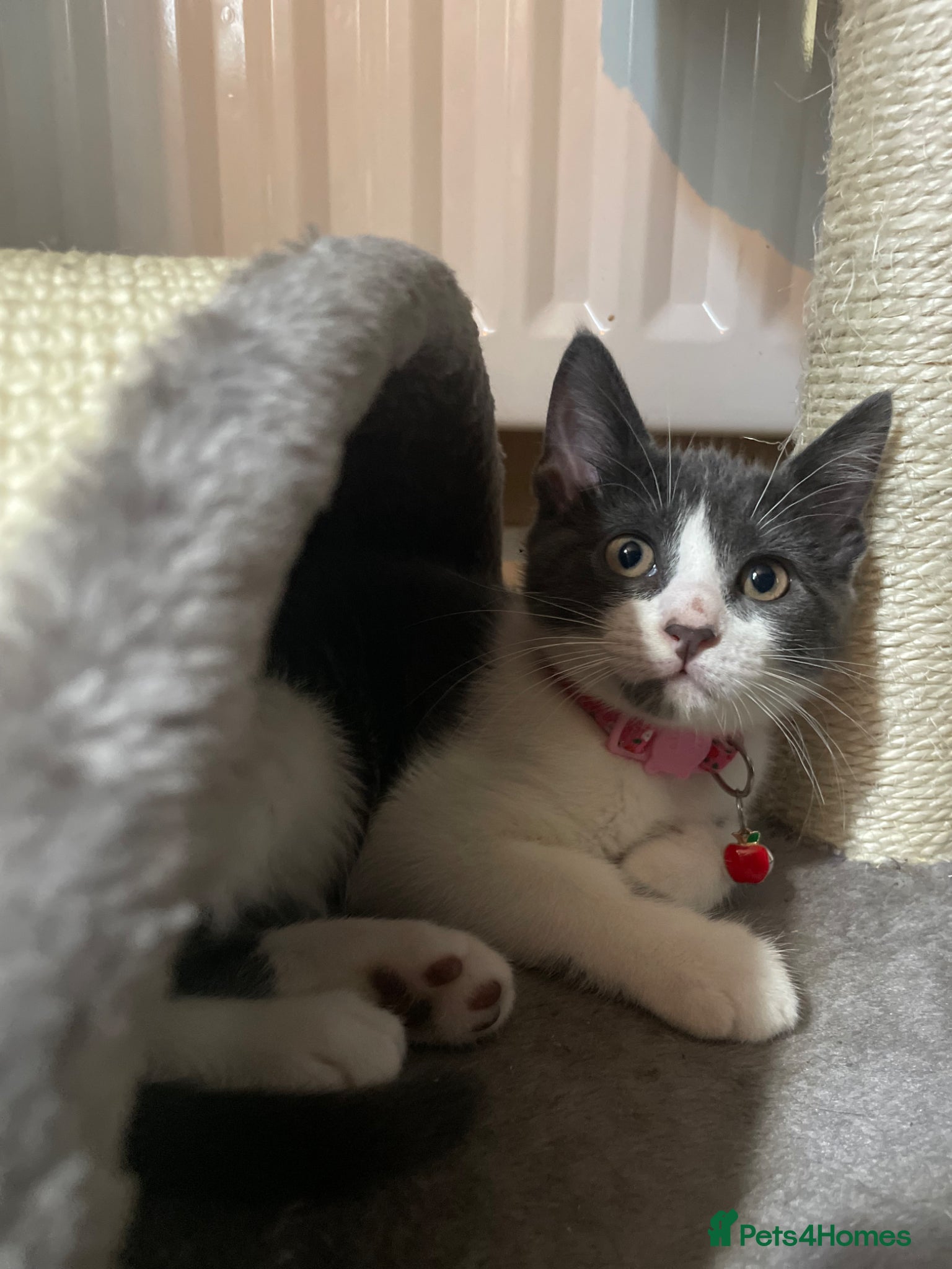 Mixed Breed cats Beautiful quarter bengal x Maine coone mix  - Advert 5