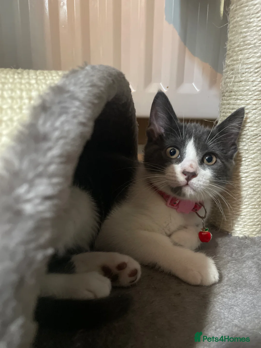 Mixed Breed cats for sale: Beautiful quarter bengal x Maine coone mix  - Advert 1