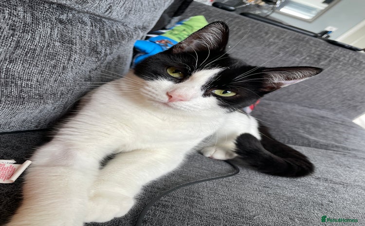 Domestic Shorthair cats - Advert 1